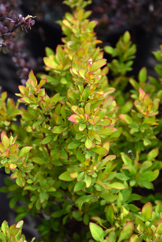 Limoncello Barberry #3 30108