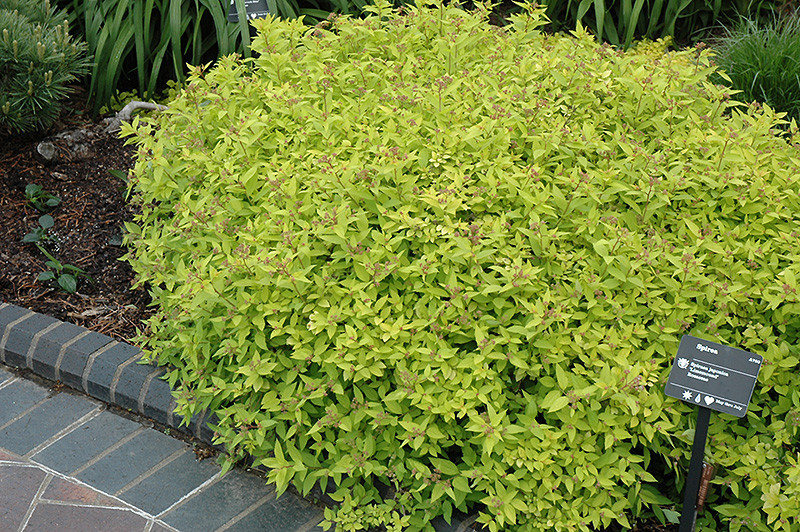 Limemound Spirea #3 30458