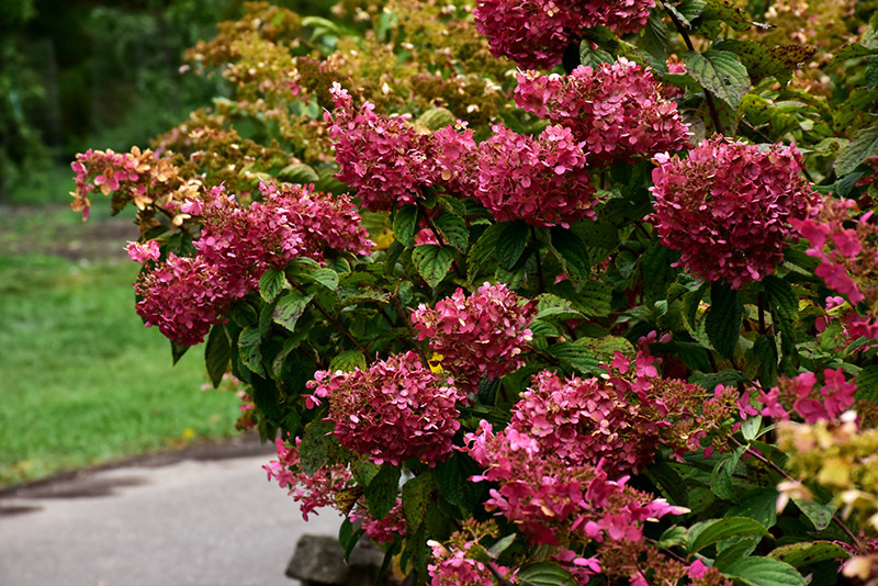 Diamond Rouge&reg; Hydrangea #5 30666