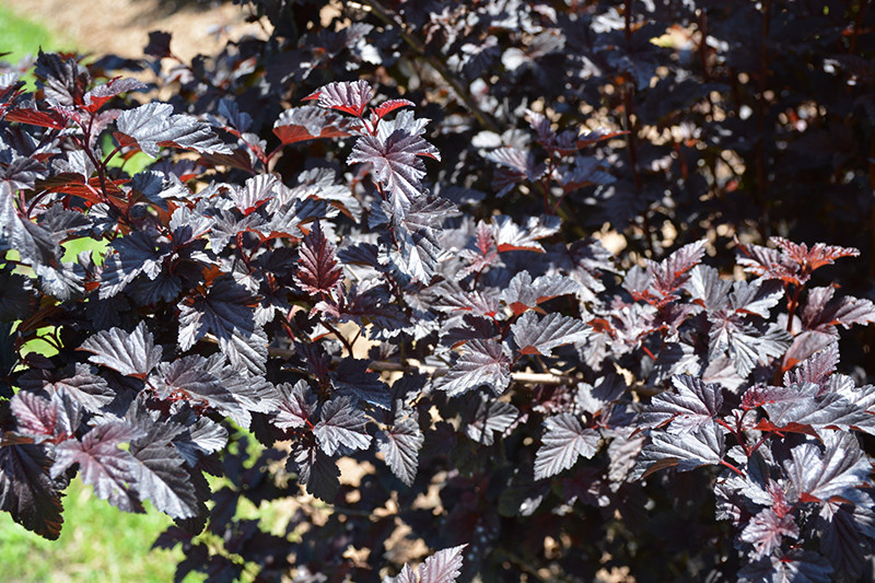 Summer Wine Black Ninebark #2 30671