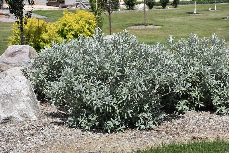 Iceberg Alley&reg; Sageleaf Willow #2 30677