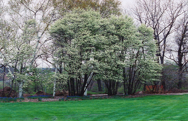 Common Serviceberry #2 31255