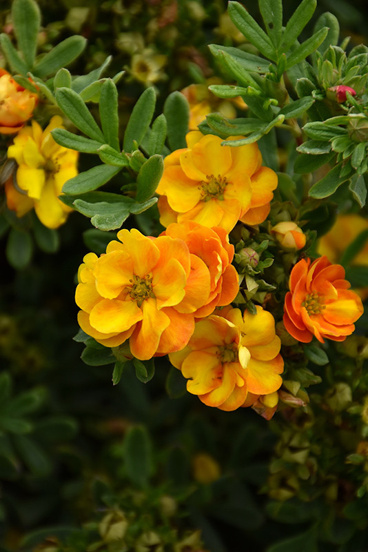 Marmalade&reg; Potentilla #2 31271
