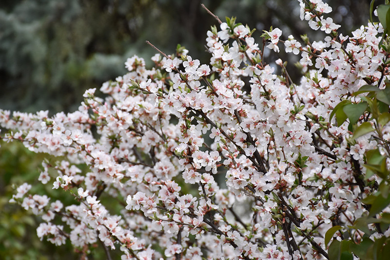 Nanking Cherry #5 31272