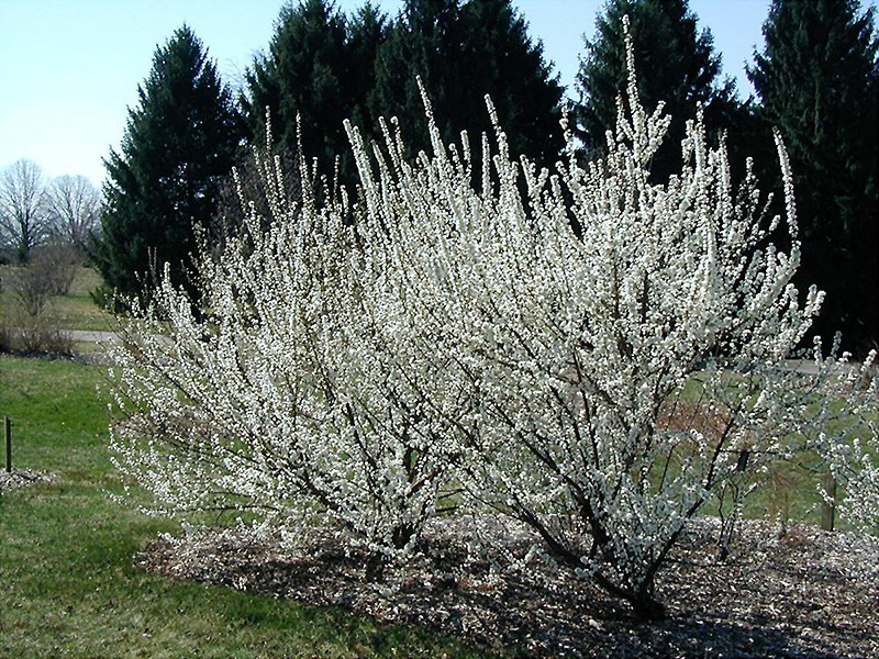 White Nanking Cherry #5 31431