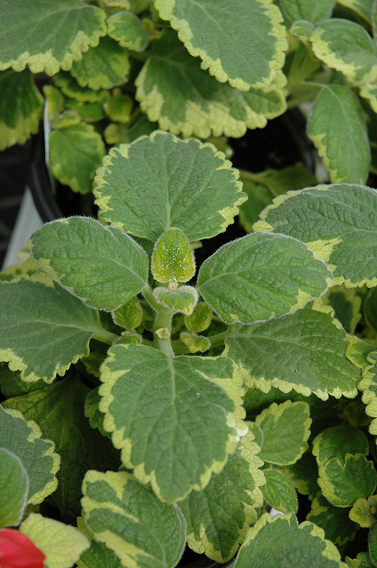 Lemon Twist Plectranthus 6in 31728