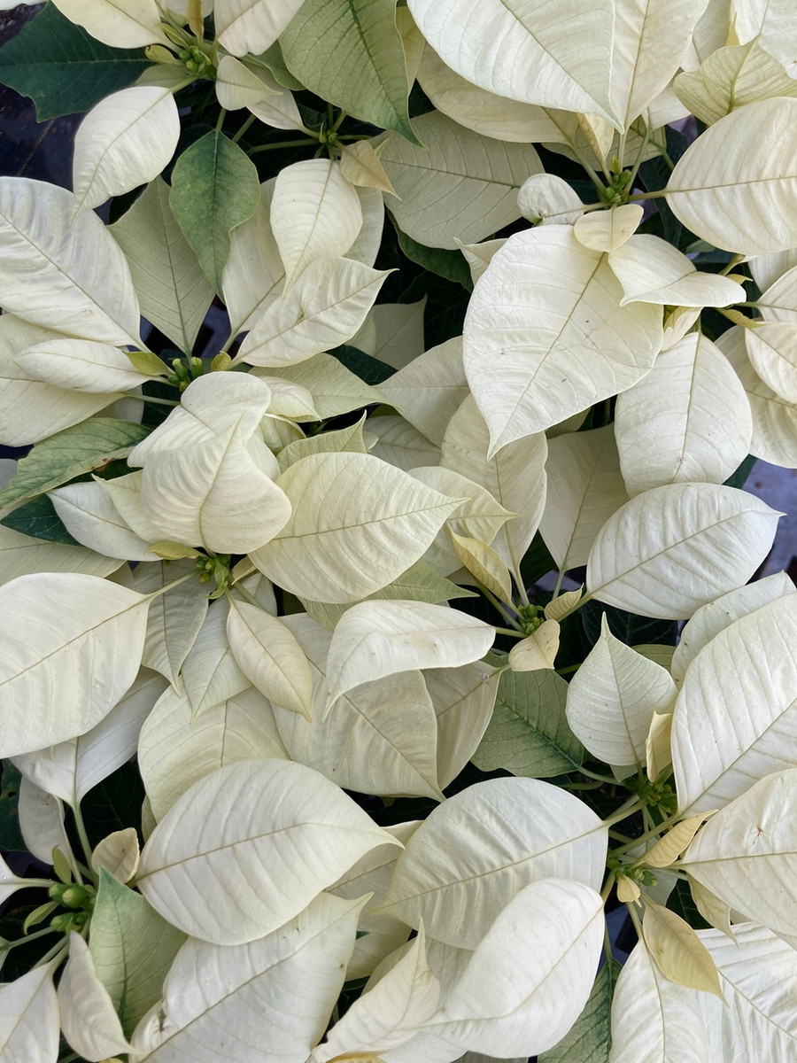 Poinsettia 4.5in White 32605
