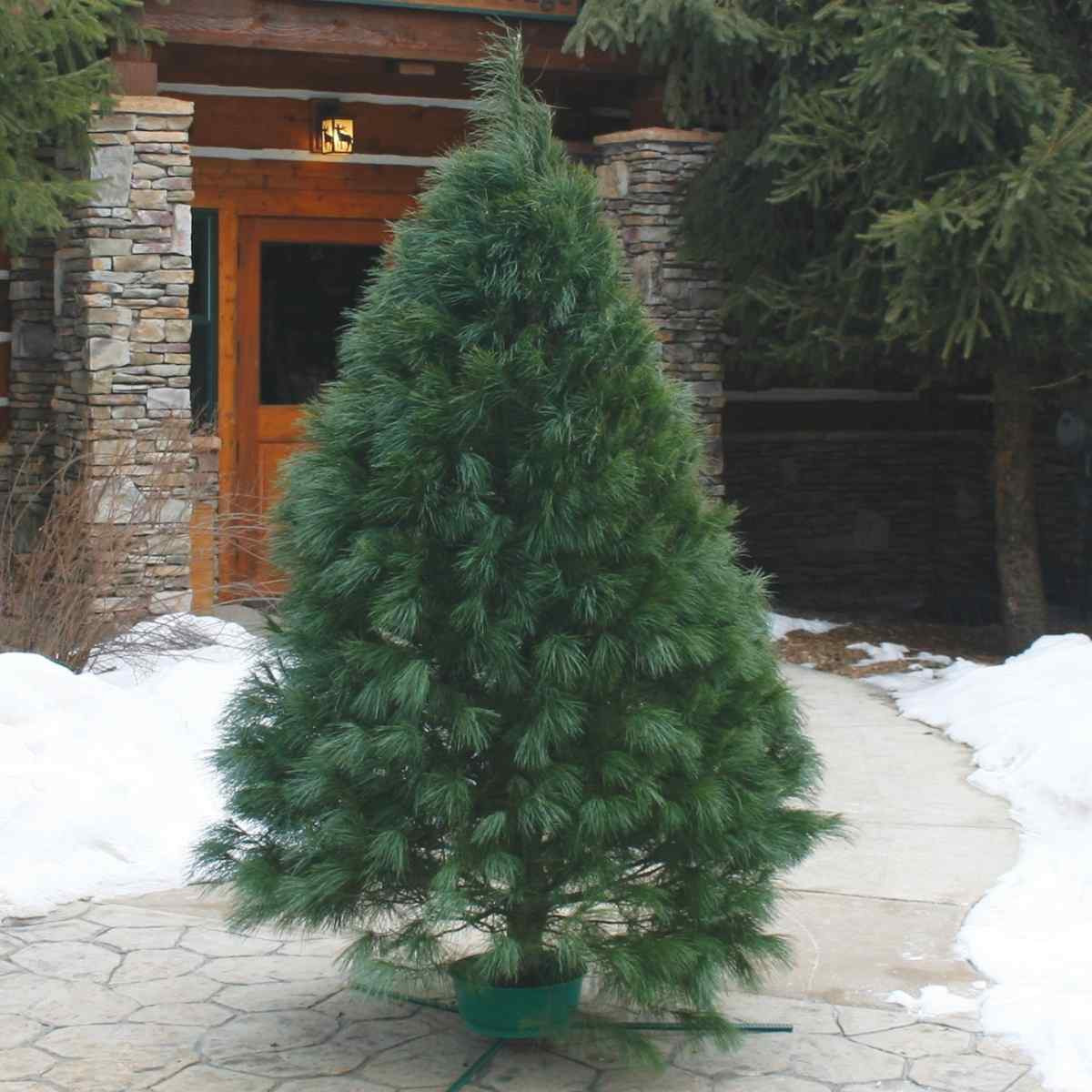 FRESH CUT WHITE PINE 8-10 FT 32611
