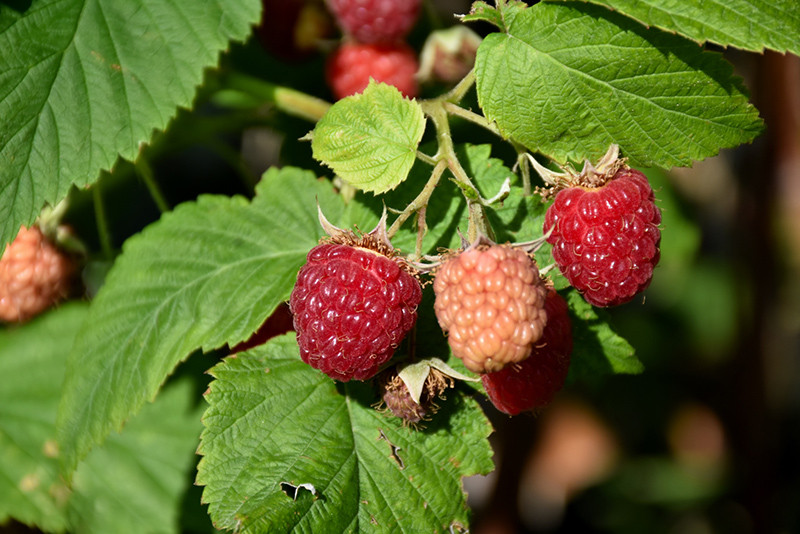 Latham Raspberry #1 33582