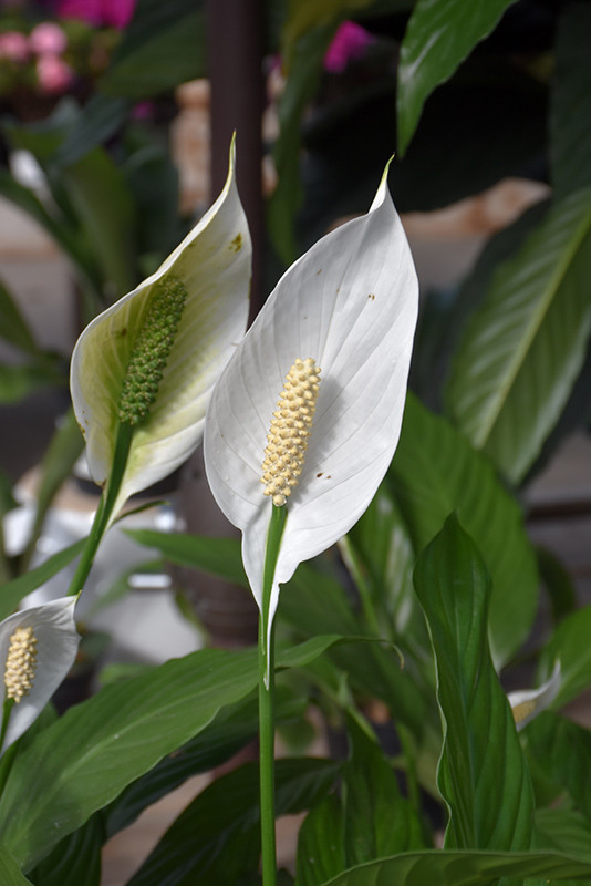 Spathiphyllum Domino 6In 36657