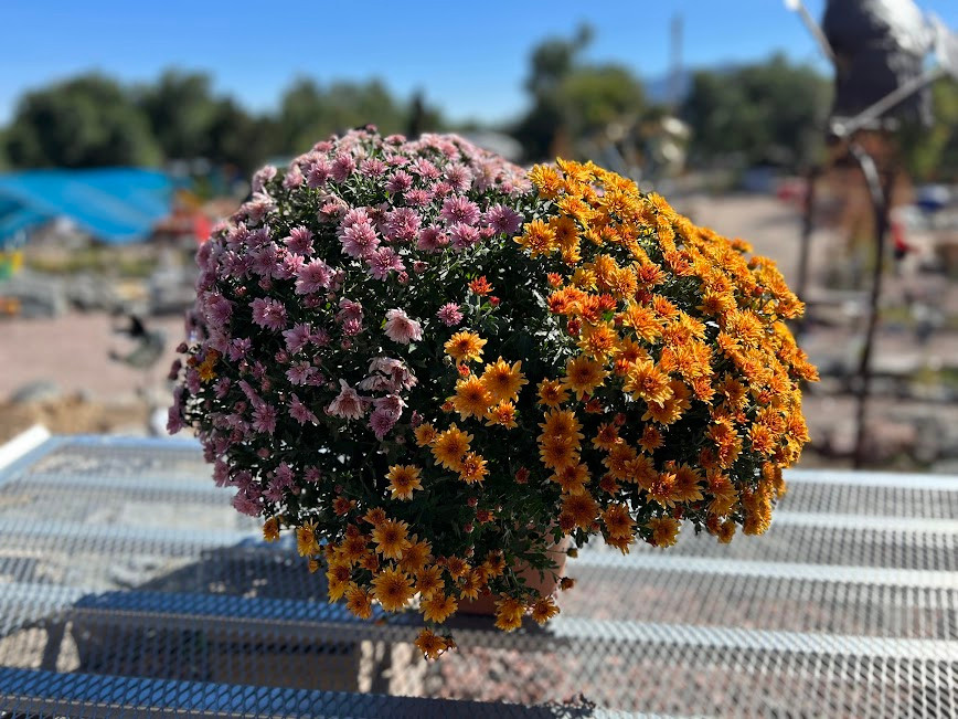 Fall Annual Patio Pot 12in 39.99 36702