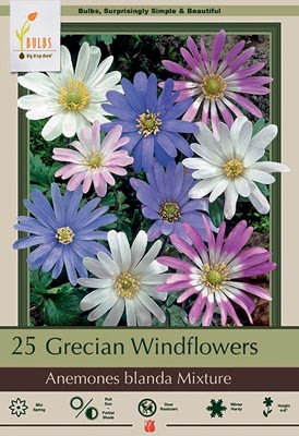 Anenome Windflower Mix 25pp 36726