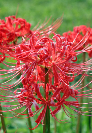 Lycoris Red Radiata 36738
