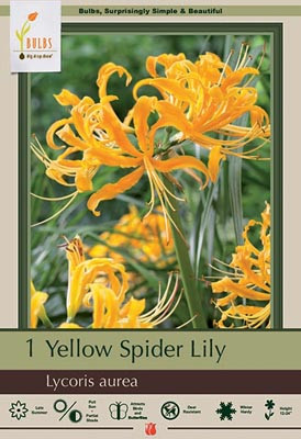 Lily Bulb Yellow Spider Aurea 36740