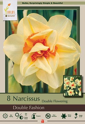 Narcissus Bulb Double Fashion 7pp 36794