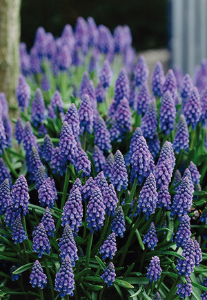 Muscari Bulb Grape Ice 10pp 36987