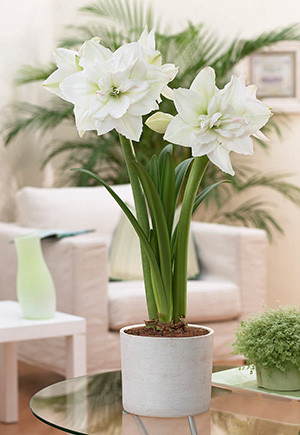 Netherland Amaryllis Bulb - White Nymph 36989