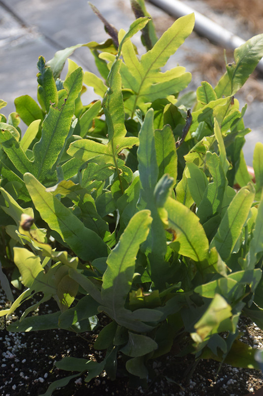 Fern Blue Hare's Foot 8in HB 38598