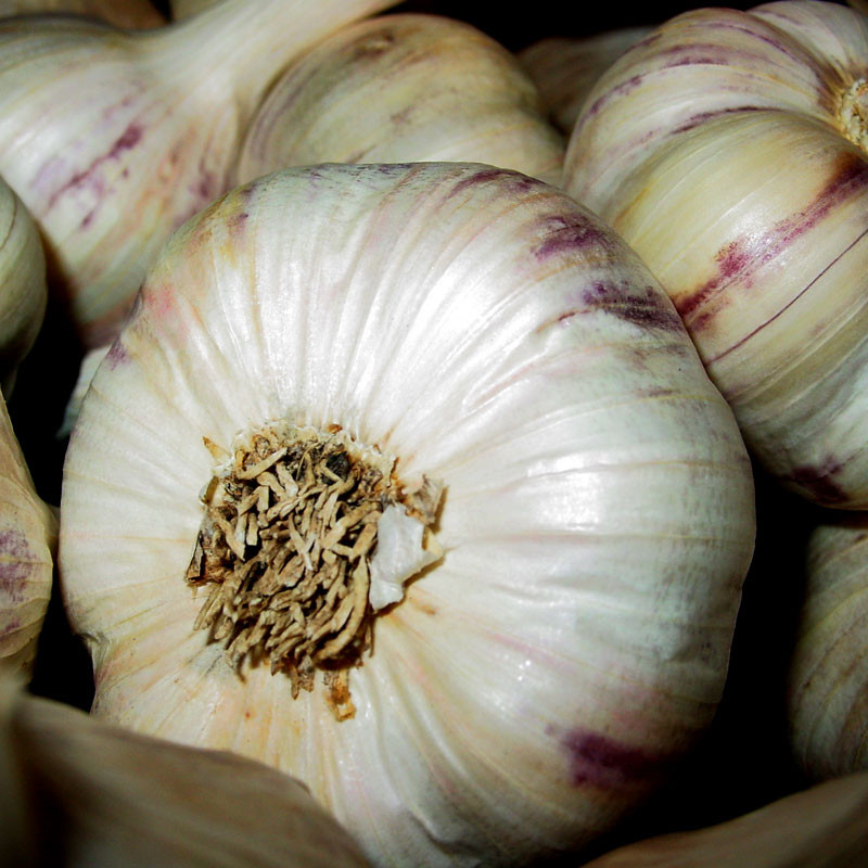 Garlic Inchelium Red Certified Organic 39847