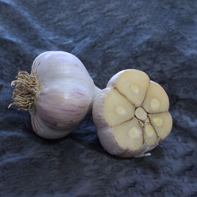 Garlic Northern White Certified Organic 39851