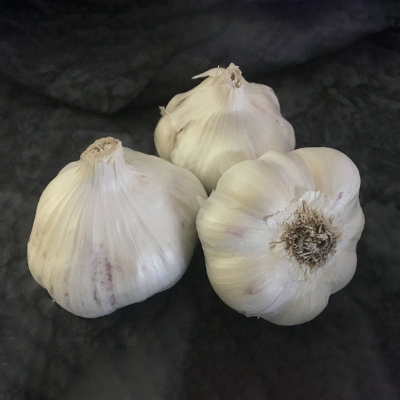 Garlic Early Italian Softneck Certified Organic 39853