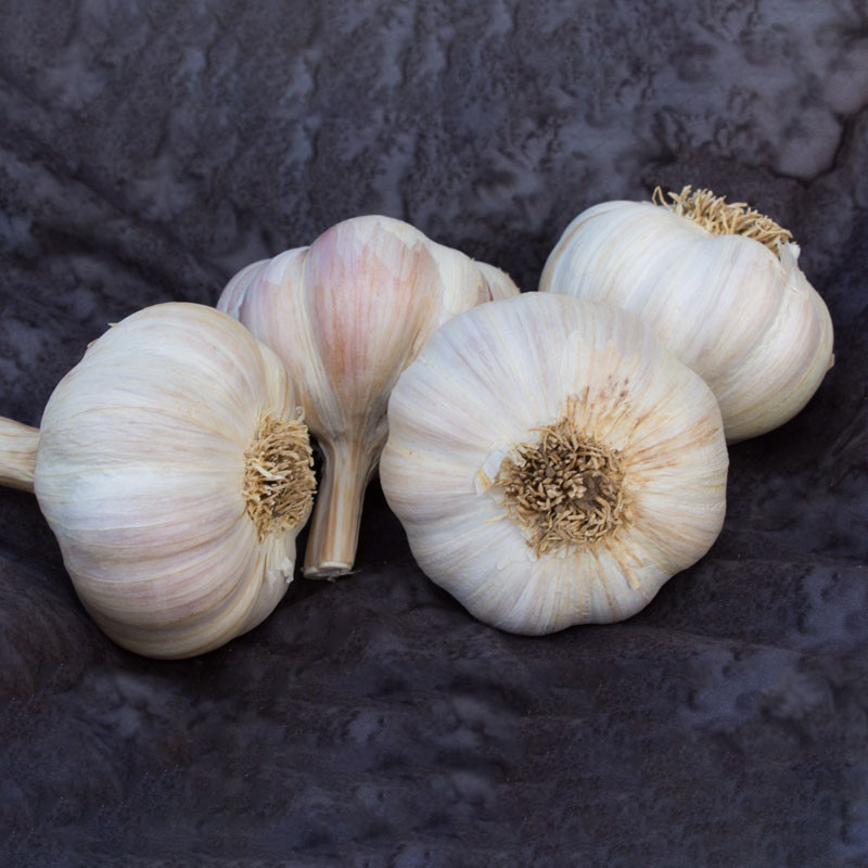 Garlic Amish Rocambole Certified Organic 39857