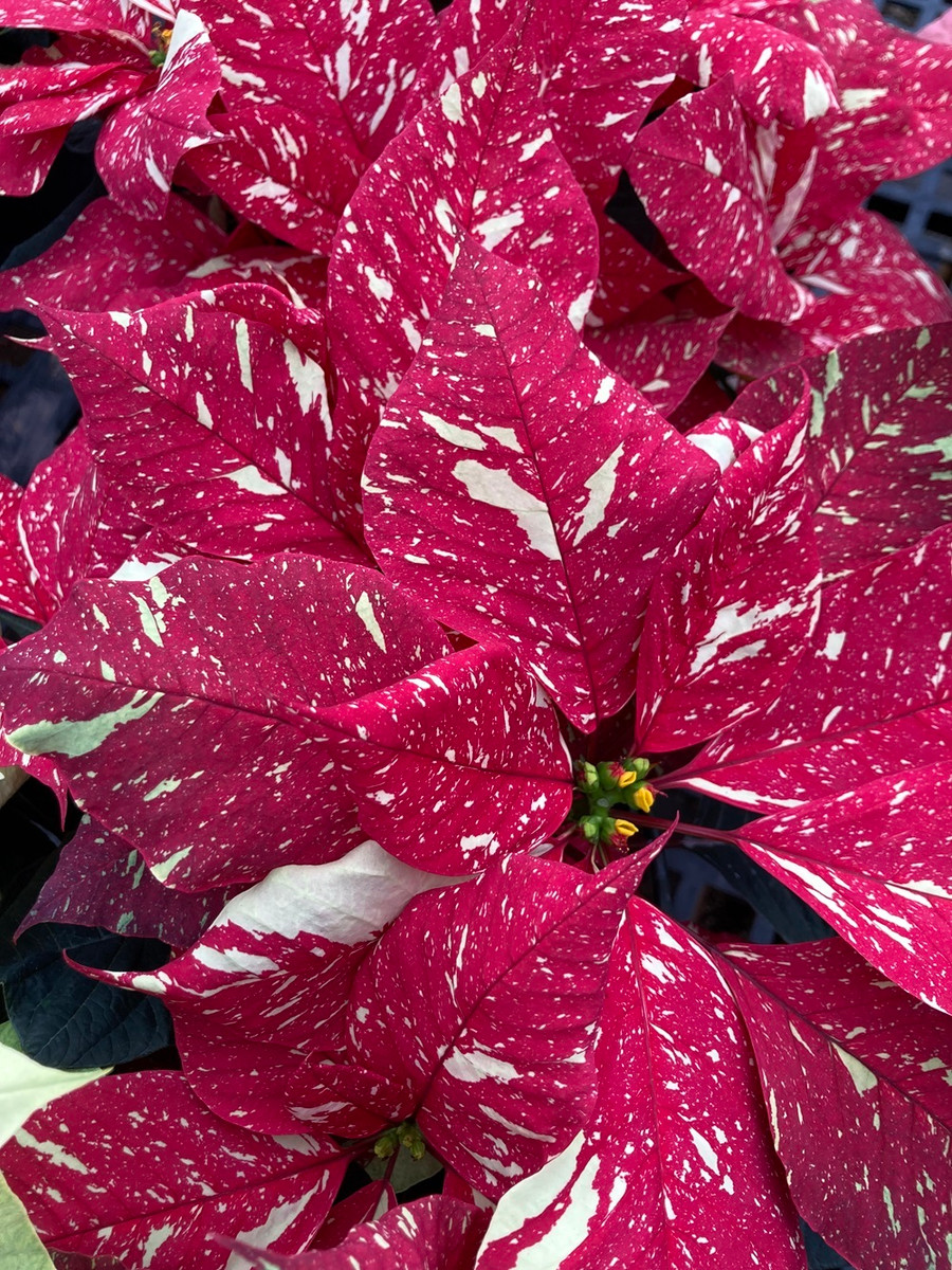 Poinsettia 4.5in Jingle Bells 40327