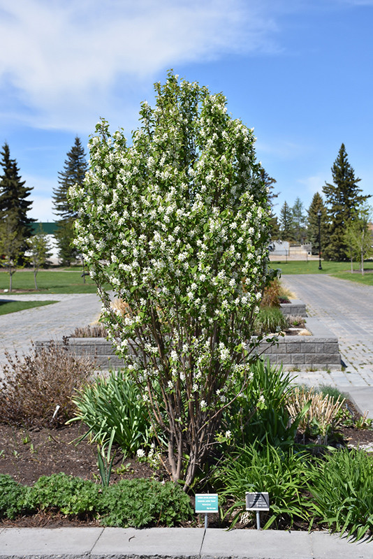 Serviceberry Stndng Ovation #7 40577