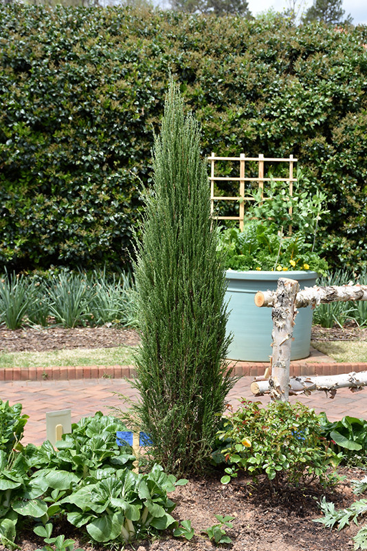 Blue Arrow Juniper #5 41118