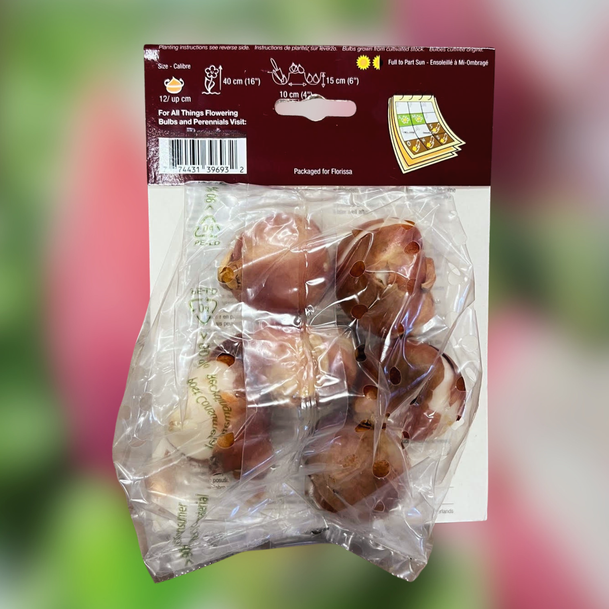 Tulip Bulb Rimini 6pp 52606