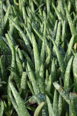 Aloe Vera 10in 10092