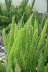 Foxtail Fern 10in 10173
