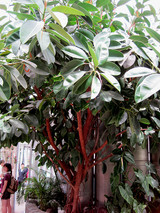 Rubber Tree 10in 10182