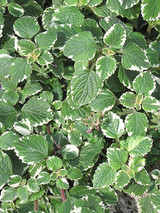 Swedish Ivy 10in 10198