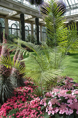 Majesty Palm 10in 10222