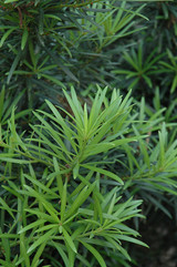 Japanese Yew 10in 10229