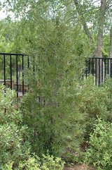 Japanese Yew 10in 10229