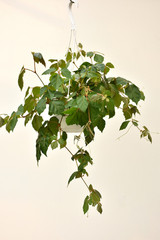 Grape Ivy 12in 10382
