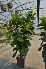 Fiddle Leaf Fig 14in 10569