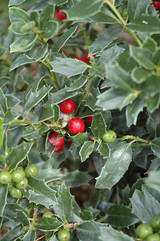 Coral Berry 3in 11050