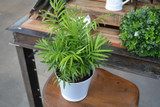 Neanthe Bella Palm 3in 11095