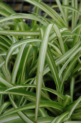 Spider Plant 3in 11113