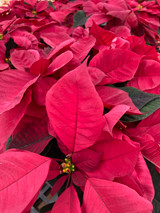 Poinsettia 4.5In Burgundy 11143