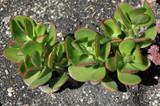 Flapjacks Kalanchoe 4in 11323