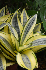 Golden Hahnii Snake Plant 4in 11338