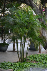 Areca Palm 4in 11420