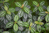 Pilea Asst 4in 11439