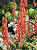 Aloe Vera 6in 11731
