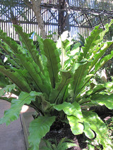 Bird's Nest Fern 6in 11771