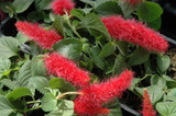 Firetail Chenille Plant 6in 11831